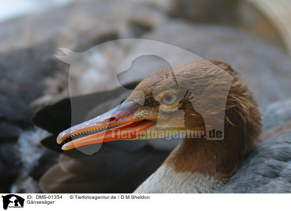 Gnsesger / Goosander / DMS-01354