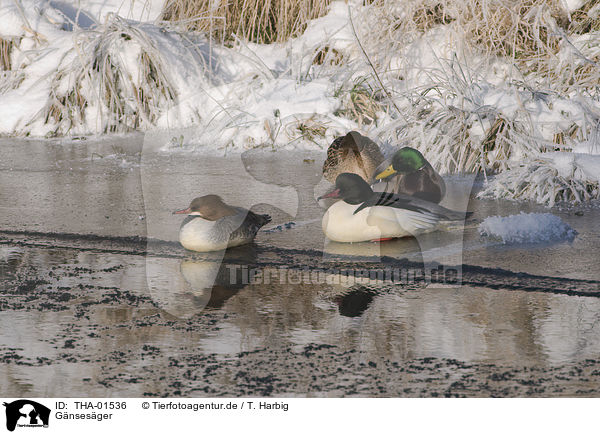 Gnsesger / goosander / THA-01536
