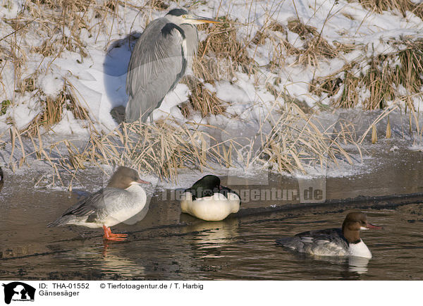 G�nses�ger / THA-01552