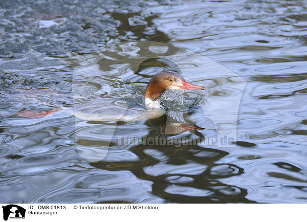 Gnsesger / goosander / DMS-01813