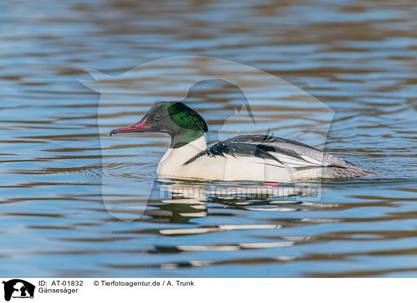 Gnsesger / goosander / AT-01832