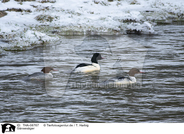 Gnsesger / Common Merganser / THA-08767