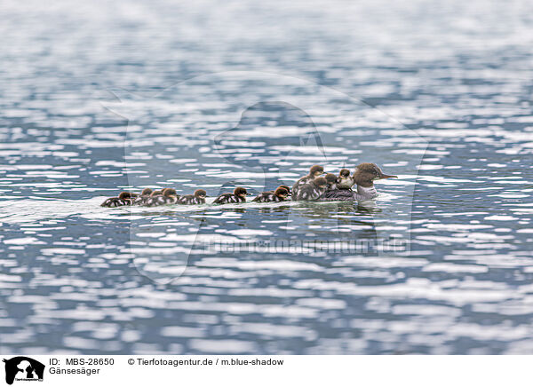 Gnsesger / goosander / MBS-28650