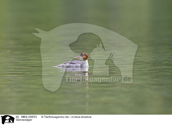 Gnsesger / goosander / MBS-28653