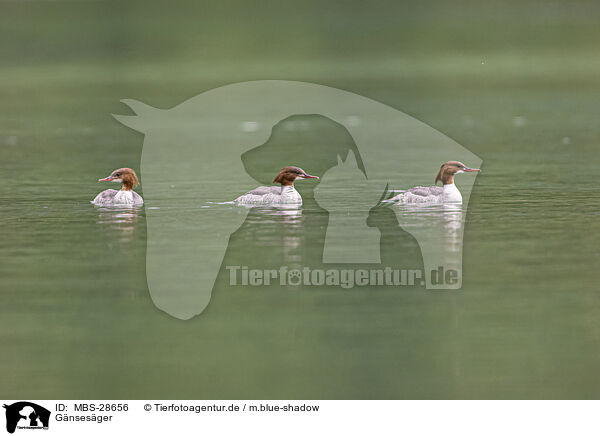 Gnsesger / goosander / MBS-28656