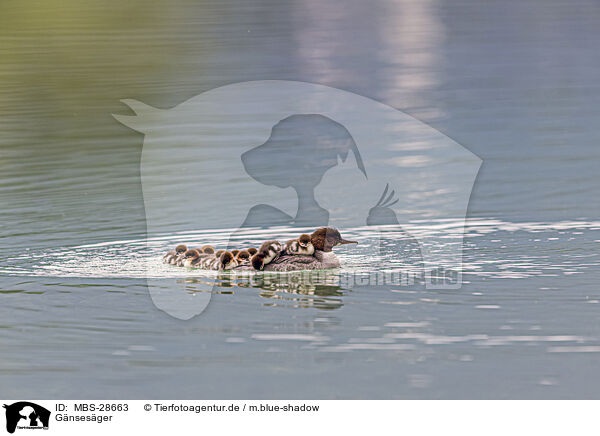 Gnsesger / goosander / MBS-28663