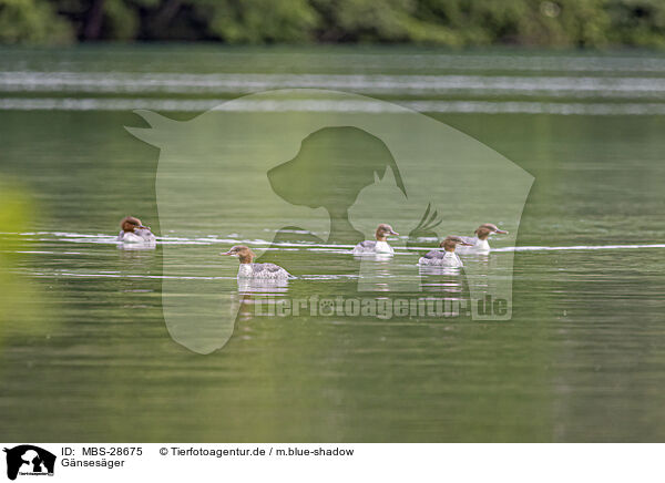 Gnsesger / goosander / MBS-28675