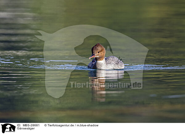 Gnsesger / goosander / MBS-28681