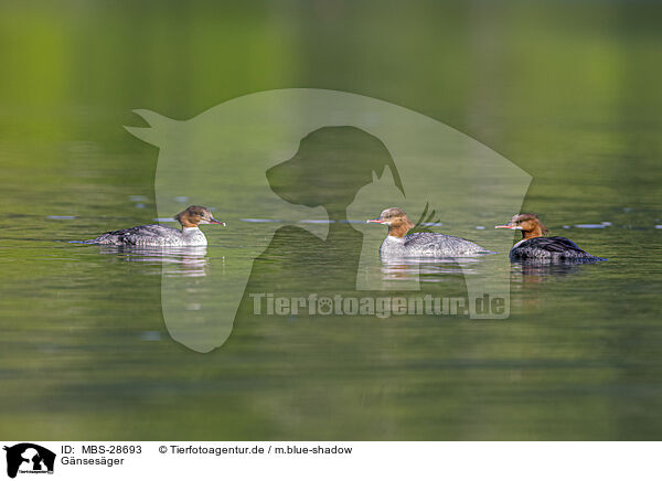 Gnsesger / goosander / MBS-28693