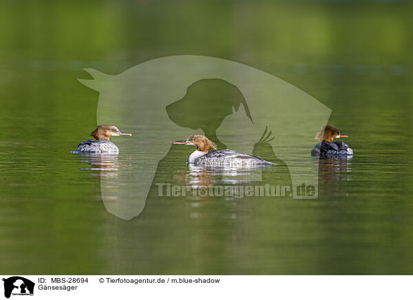 Gnsesger / goosander / MBS-28694