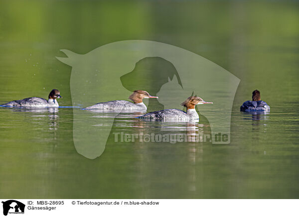 Gnsesger / goosander / MBS-28695