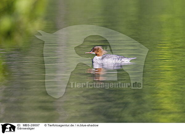 Gnsesger / goosander / MBS-28697