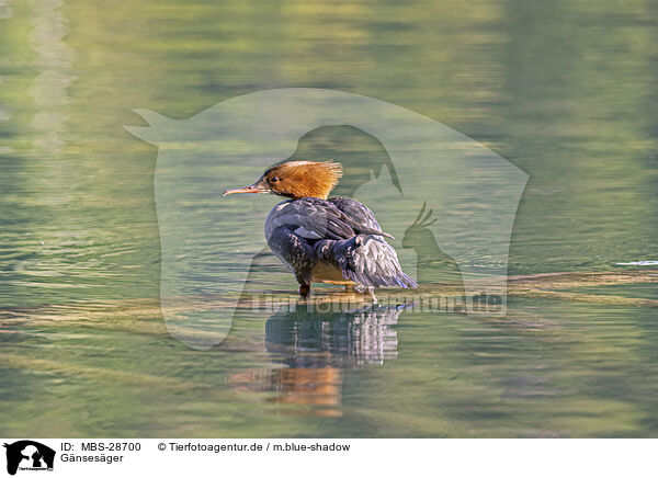 Gnsesger / goosander / MBS-28700