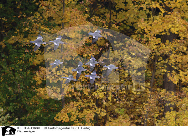 Gnsesger / goosander / THA-11639