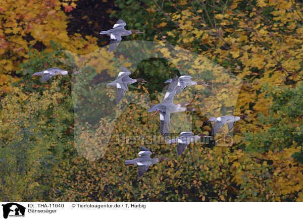 Gnsesger / goosander / THA-11640