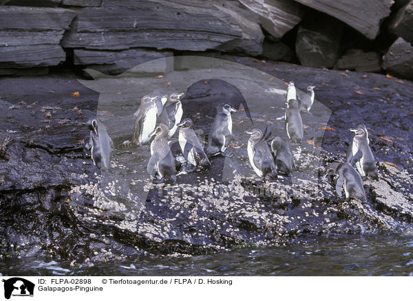 Galapagos-Pinguine / Galapagos Penguins / FLPA-02898