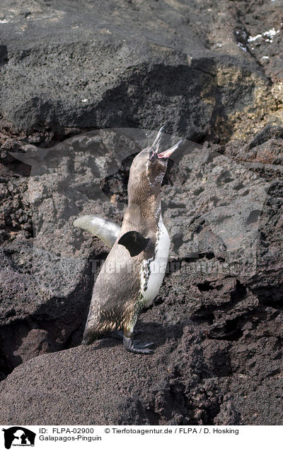 Galapagos-Pinguin / Galapagos Penguin / FLPA-02900