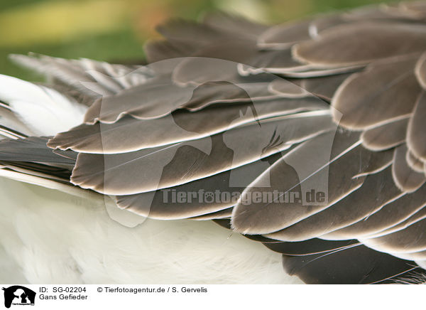 Gans Gefieder / goose feathering / SG-02204