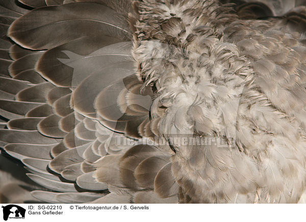 Gans Gefieder / goose feathering / SG-02210