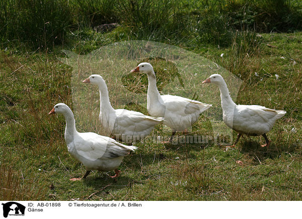 Gnse / geese / AB-01898