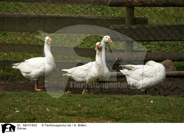 Gnse / geese / AB-01902