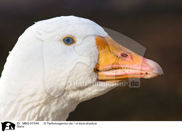 Gans / MBS-07046