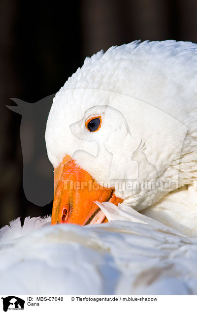 Gans / MBS-07048