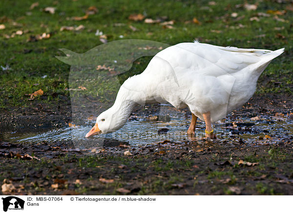 Gans / MBS-07064