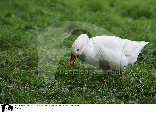 Gans / goose / DMS-05681