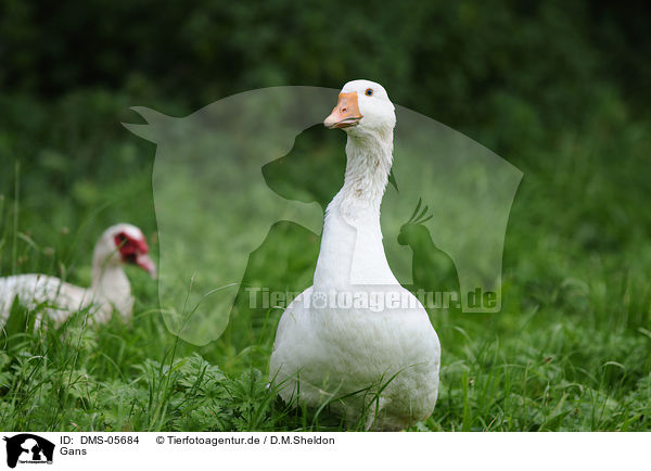 Gans / goose / DMS-05684