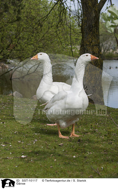 Gnse / geese / SST-10117