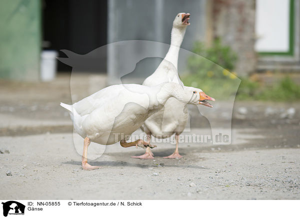 Gnse / geese / NN-05855