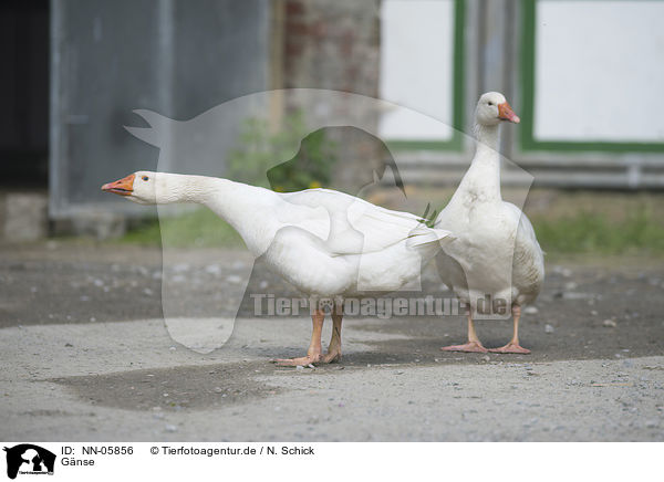 Gnse / geese / NN-05856