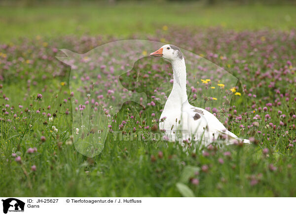 Gans / goose / JH-25627