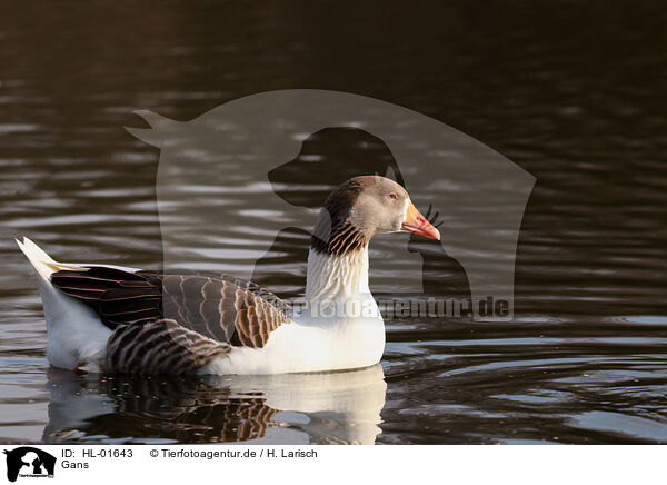 Gans / goose / HL-01643