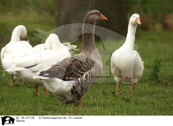 Gnse / geese / HL-01730