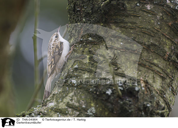 Gartenbaumlufer / short-toed treecreeper / THA-04964