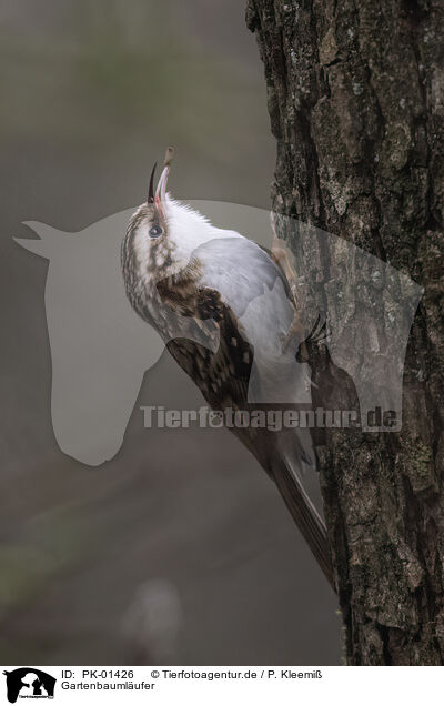 Gartenbaumlufer / short-toed treecreeper / PK-01426