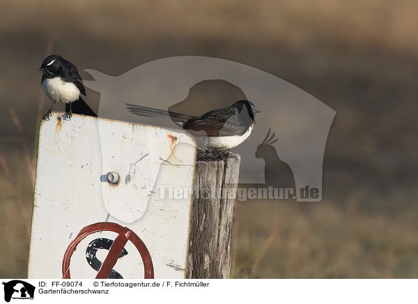Gartenfcherschwanz / willie wagtail / FF-09074