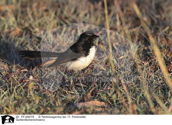 Gartenfcherschwanz / willie wagtail / FF-09078