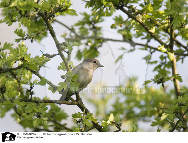 Gartengrasmcke / garden warbler / WS-02675