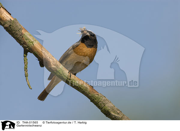 Gartenrotschwanz / common redstart / THA-01565