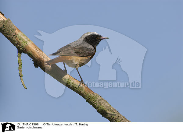 Gartenrotschwanz / common redstart / THA-01568