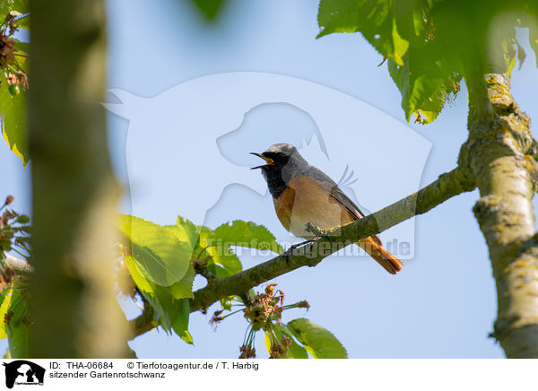 sitzender Gartenrotschwanz / sitting Redstart / THA-06684