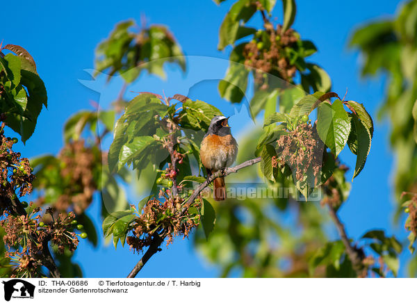 sitzender Gartenrotschwanz / sitting Redstart / THA-06686