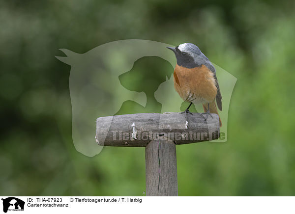 Gartenrotschwanz / common redstart / THA-07923