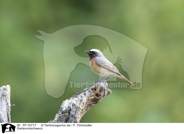 Gartenrotschwanz / common redstart / FF-10717