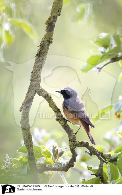 Gartenrotschwanz / redstart / MAW-02265