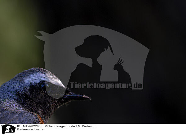 Gartenrotschwanz / redstart / MAW-02266