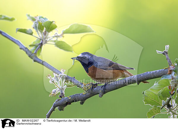 Gartenrotschwanz / redstart / MAW-02267